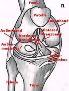 Wie Du Mit Anatomie-Kenntnissen, Die Knieschmerzen Besser Verstehst ...